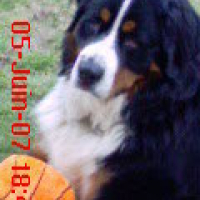 Photo #229507 de Bosco
