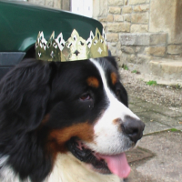 Photo #229514 de Bosco