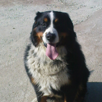 Photo #229515 de Bosco