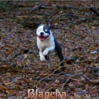 Photo #229529 de Blancka de percyval