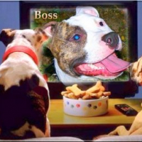 Photo #229544 de Boss