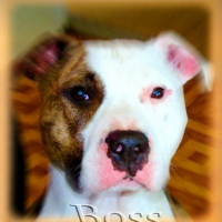 Photo #229550 de Boss