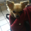 pepito 1 ans
