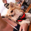 Pepito en voyage ( pause sur un air d'autoroute)