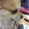 Pepette la mascotte vu de profil ( retouche de photo sur seezat )