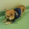 Pepi Supporte les yankees