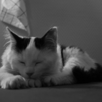 Photo #229662 de Purple