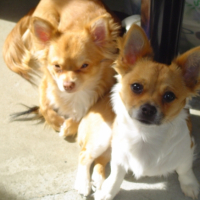 Photo #229669 de Appy