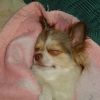 Photo #229670 de Benjy
