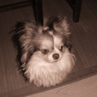 Photo #229671 de Benjy