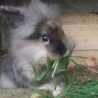 Photo #229698 de Chocolat