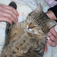 Photo #229719 de Kapone