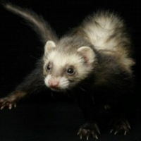 Photo #229727 de Kiwi