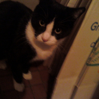 Photo #229733 de Tchoupy