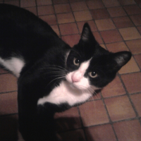 Photo #229737 de Tchoupy