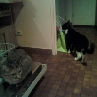 Photo #229742 de Tchoupy