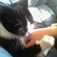 Photo #229744 de Tchoupy