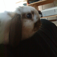Photo #229746 de Titouf