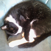 Photo #229747 de Tchoupy