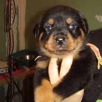 Photo #229749 de Cysko
