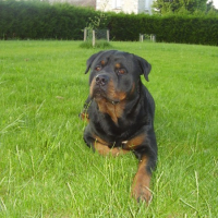 Photo #229751 de Cysko