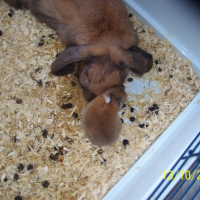 Photo #229755 de Lola