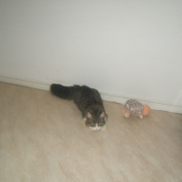 Photo #229814 de Tigrou