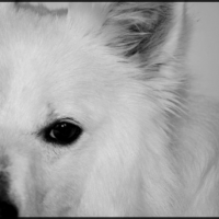 Photo #229847 de Spooky