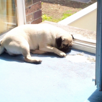 Photo #229891 de Dolly