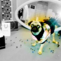 Photo #229893 de Dolly