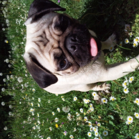 Photo #229896 de Dolly