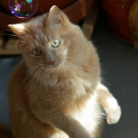 Photo #229900 de Woody