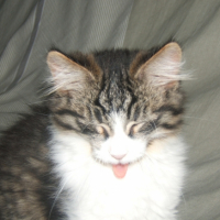 Photo #229903 de Tigrou
