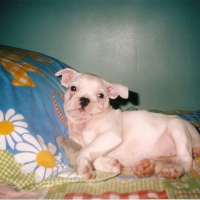 Photo #229980 de Tekila