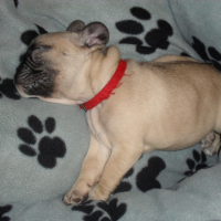 Photo #229993 de Fiby