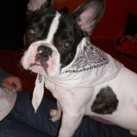 Photo #230003 de Elfy