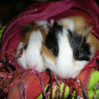 Photo #230013 de Lutty et hony