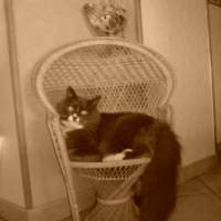 Photo #230036 de Brioche
