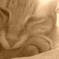 Photo #230040 de Bambou