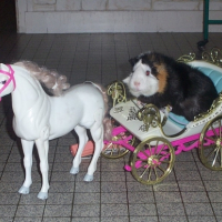 Photo #230045 de Paillette