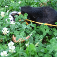 Photo #230047 de Paillette