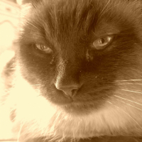 Photo #230048 de Moustic