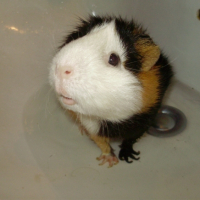 Photo #230051 de Paillette