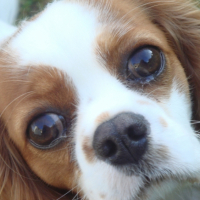 Photo #230052 de Canelle 
