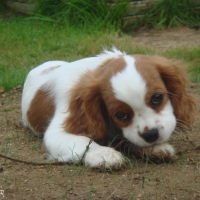 Photo #230053 de Canelle 