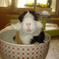 Photo #230054 de Paillette