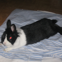 Photo #230085 de Ficelle