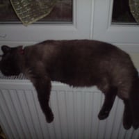 Photo #230093 de Moustic