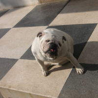 Photo #230101 de Babou