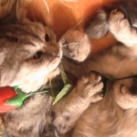 Photo #230178 de Venus